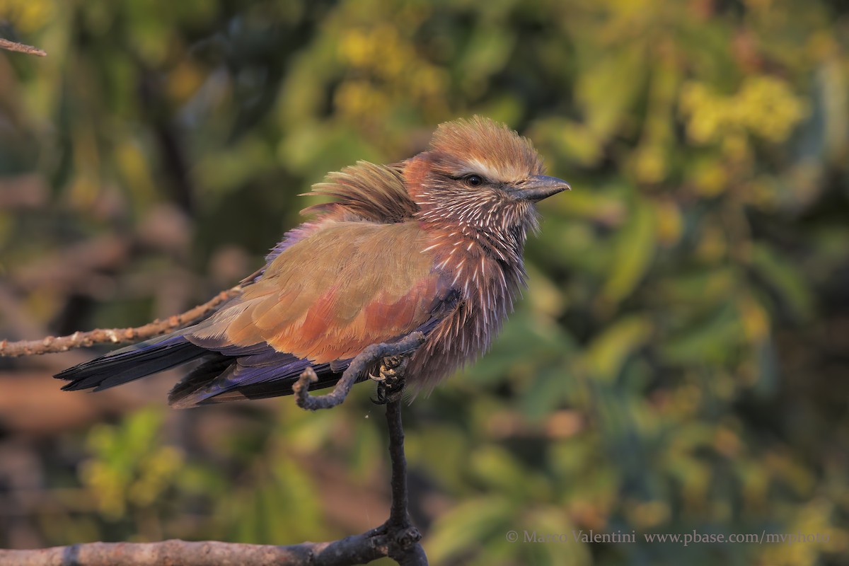 Rufous-crowned Roller - Marco Valentini