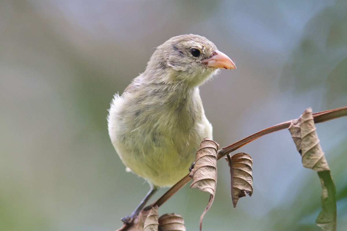 Woodpecker Finch (pallidus/productus) - Ken Havard