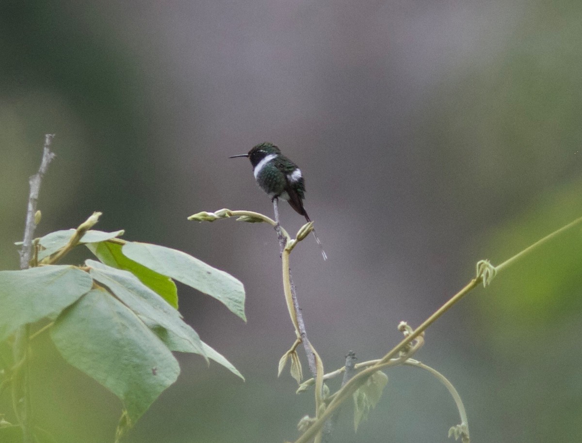 Sparkling-tailed Hummingbird - Ken Havard