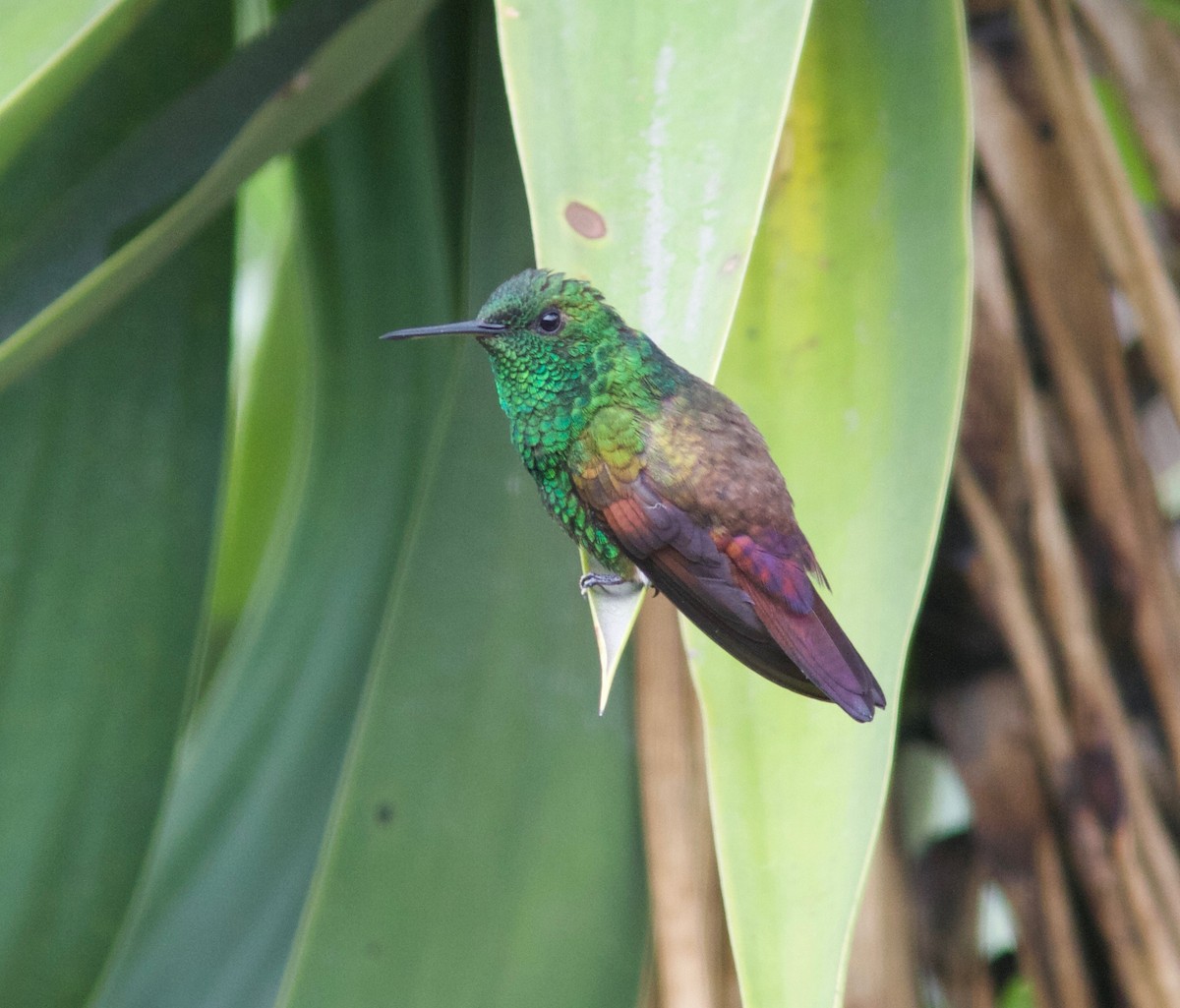 Berylline Hummingbird - Ken Havard