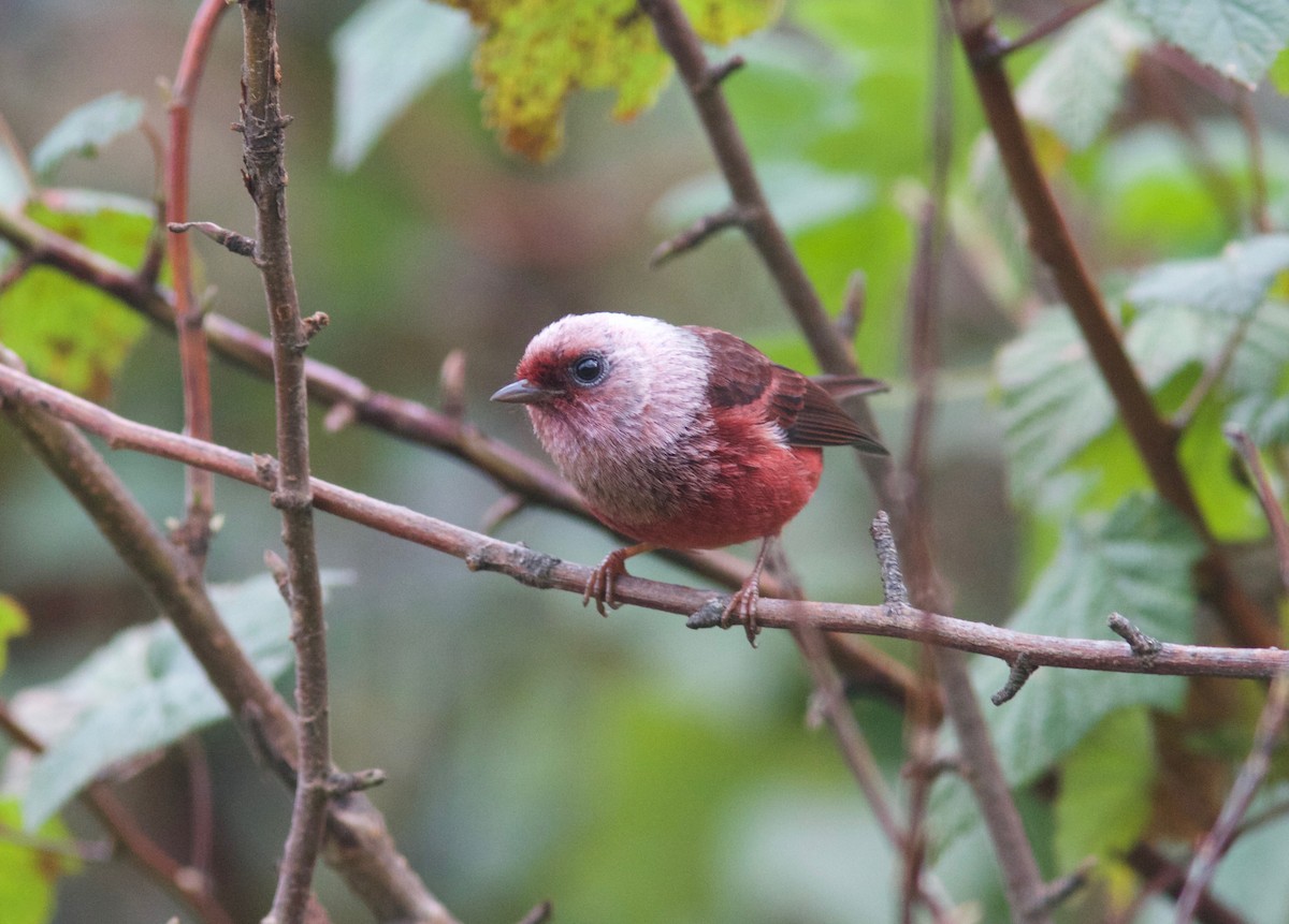 Pink-headed Warbler - Ken Havard