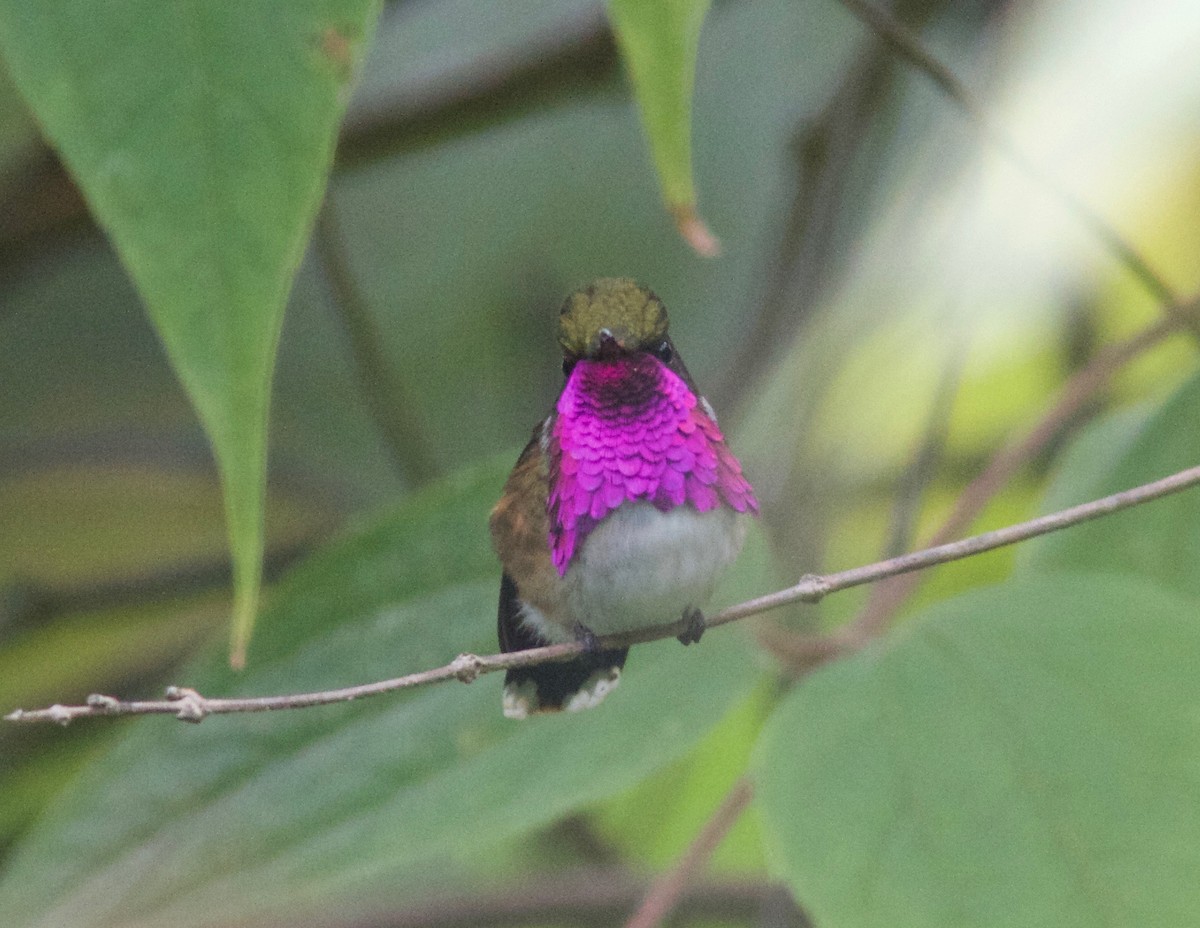 Wine-throated Hummingbird - Ken Havard
