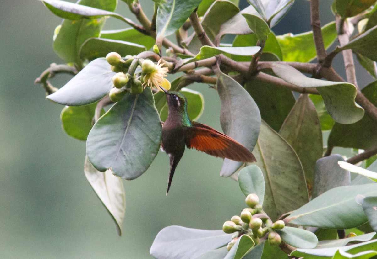 Garnet-throated Hummingbird - Ken Havard
