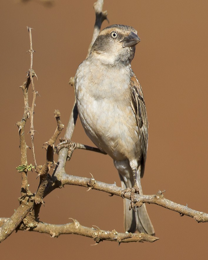 Kenya Rufous Sparrow - ML204584091