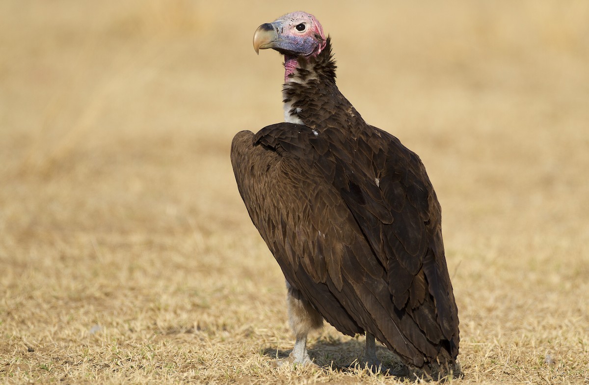 Lappet-faced Vulture - ML204584201