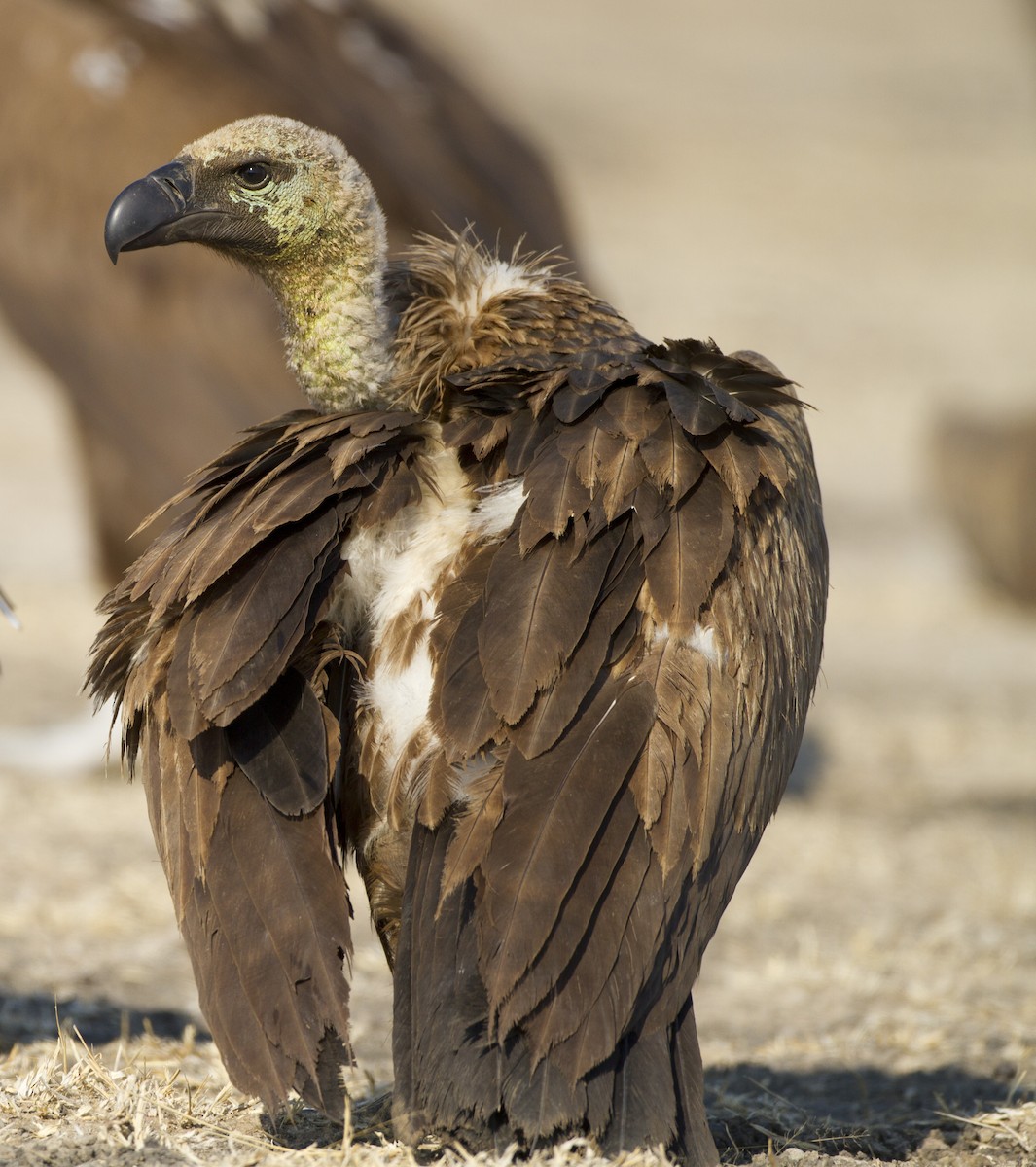 White-backed Vulture - Marco Valentini
