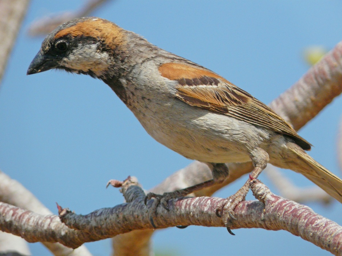 Socotra Sparrow - Marco Valentini