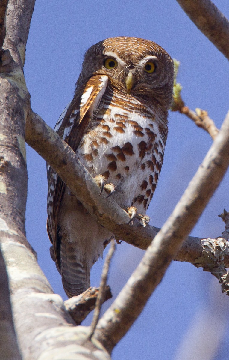 African Barred Owlet - ML204584351