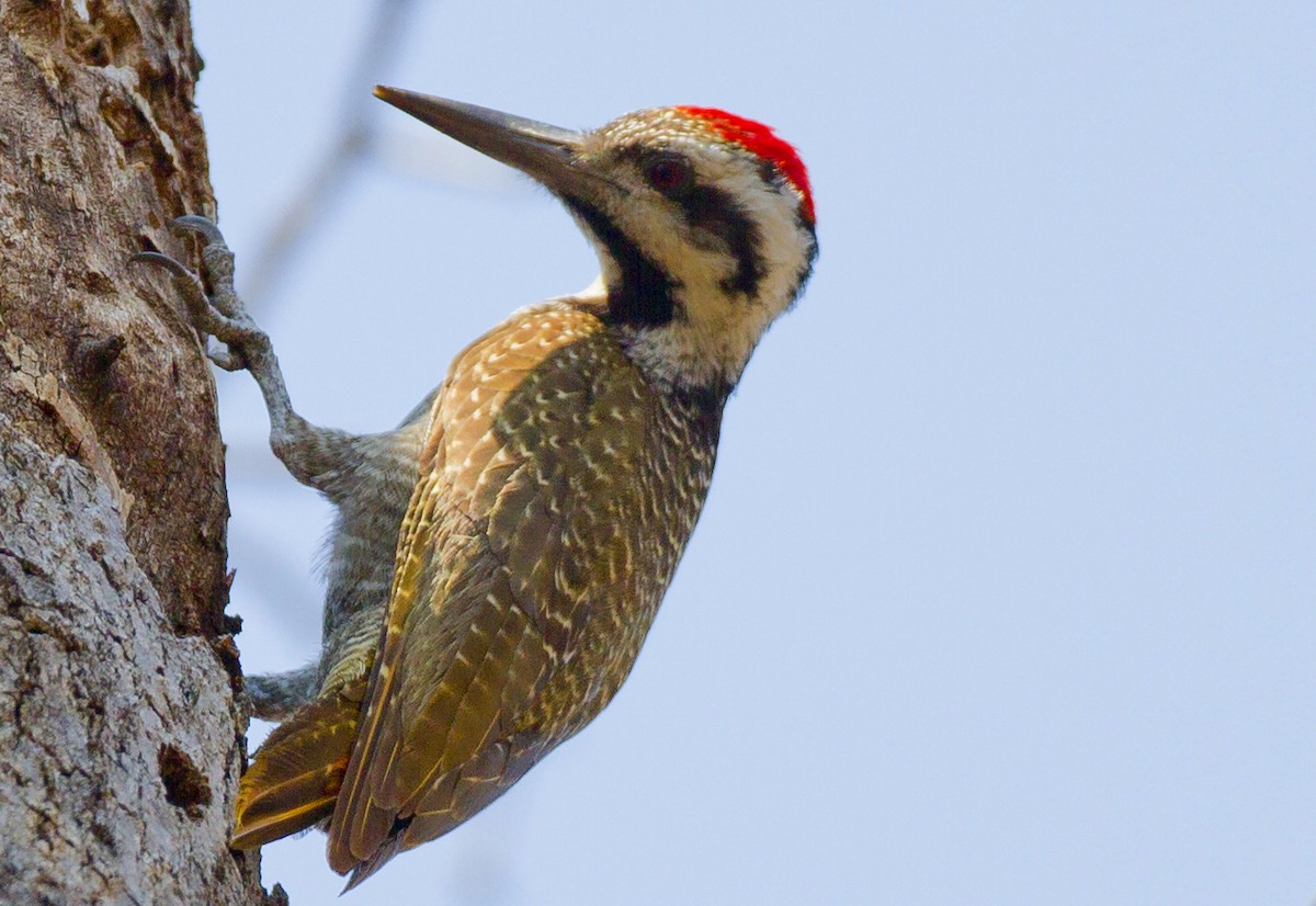 Bearded Woodpecker - Marco Valentini