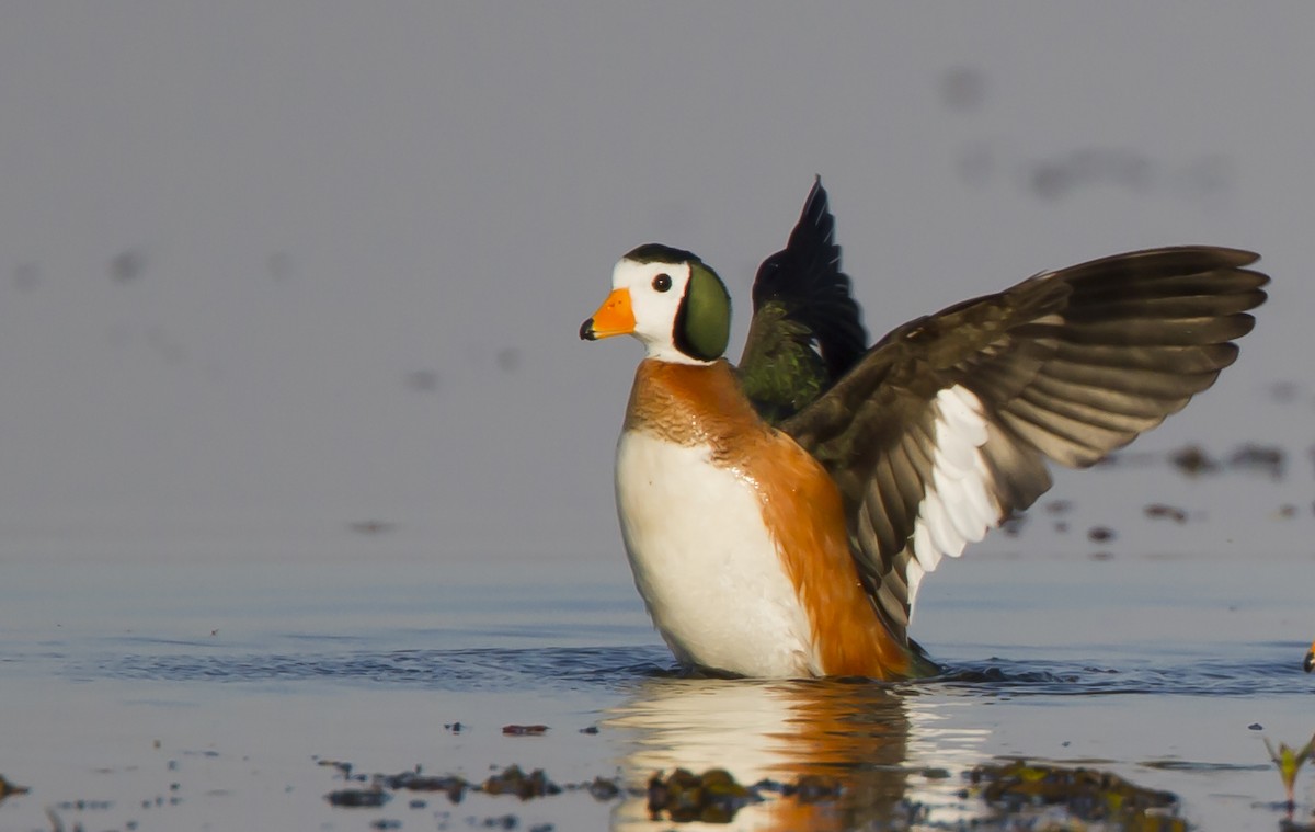 African Pygmy-Goose - Marco Valentini