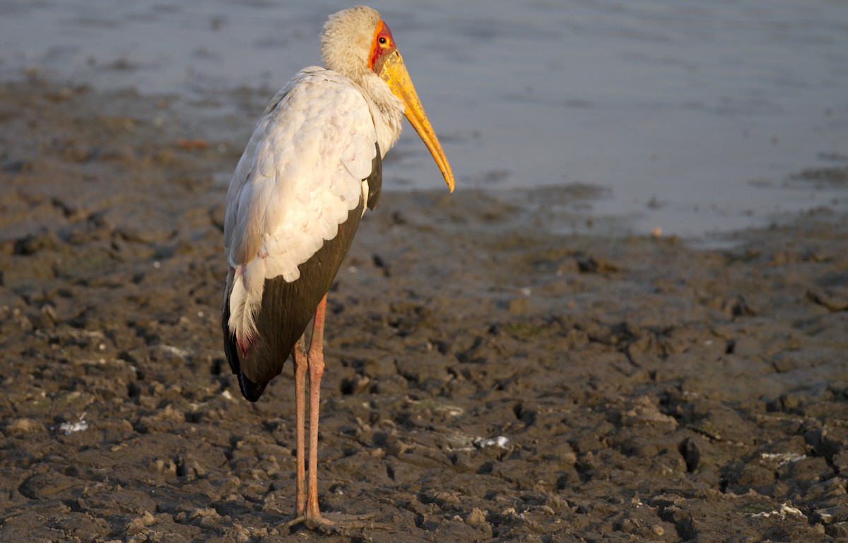 Yellow-billed Stork - Marco Valentini