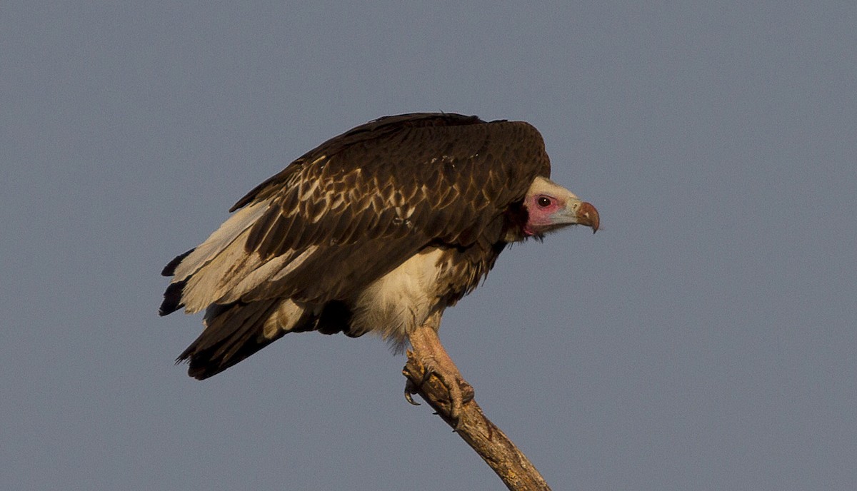 White-headed Vulture - Marco Valentini