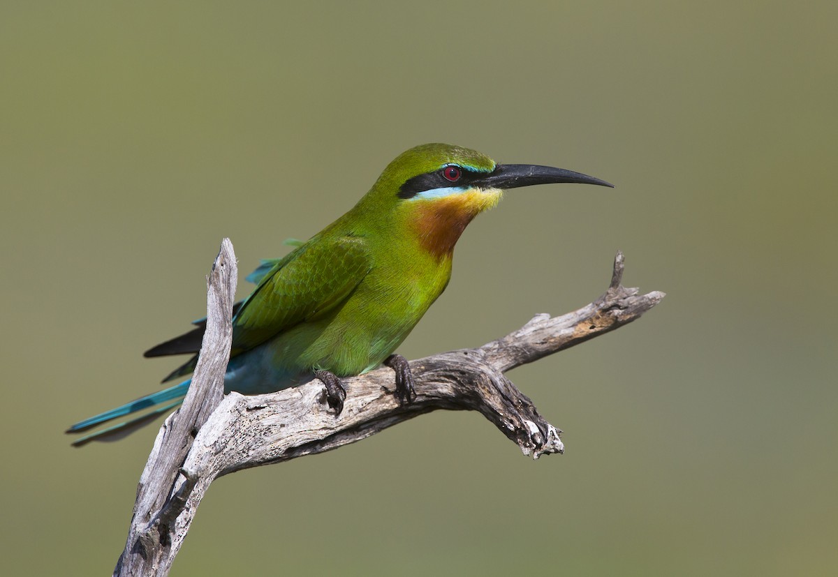 Blue-tailed Bee-eater - Marco Valentini
