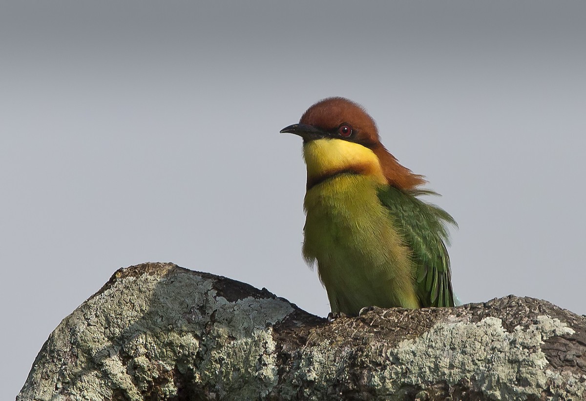 Chestnut-headed Bee-eater - Marco Valentini