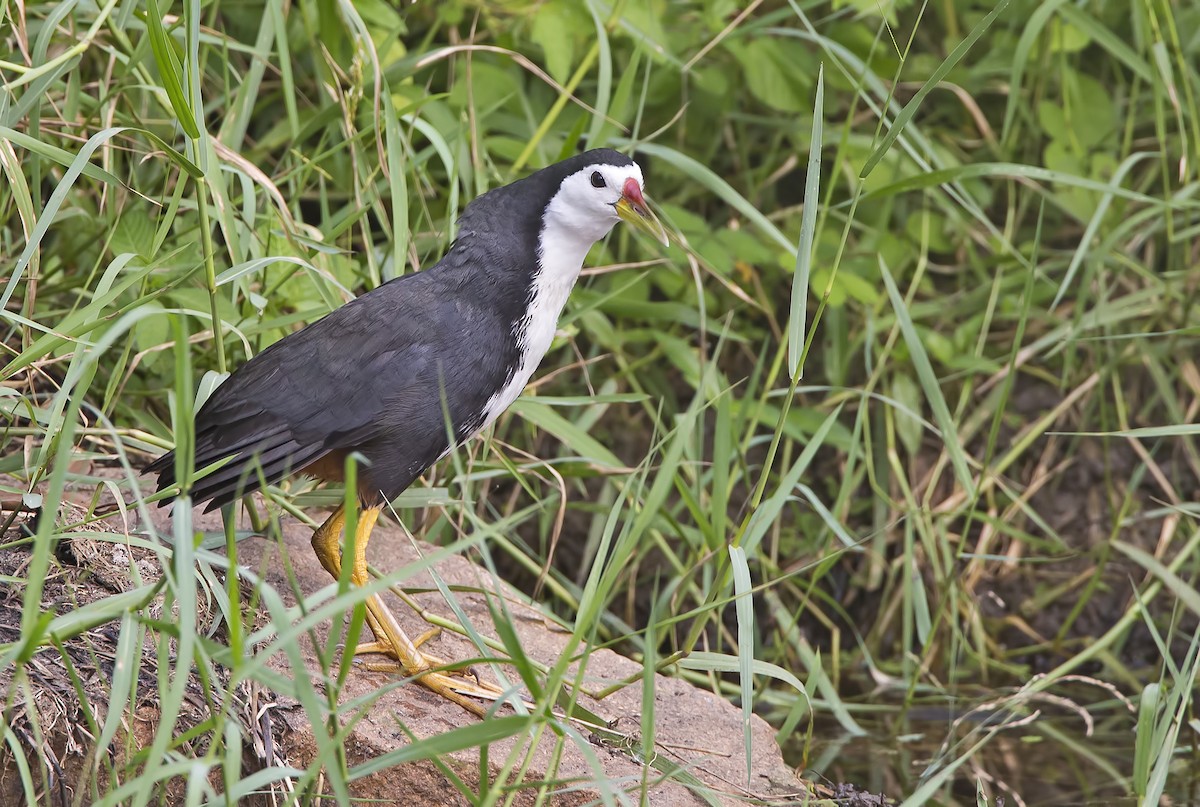 White-breasted Waterhen - Marco Valentini