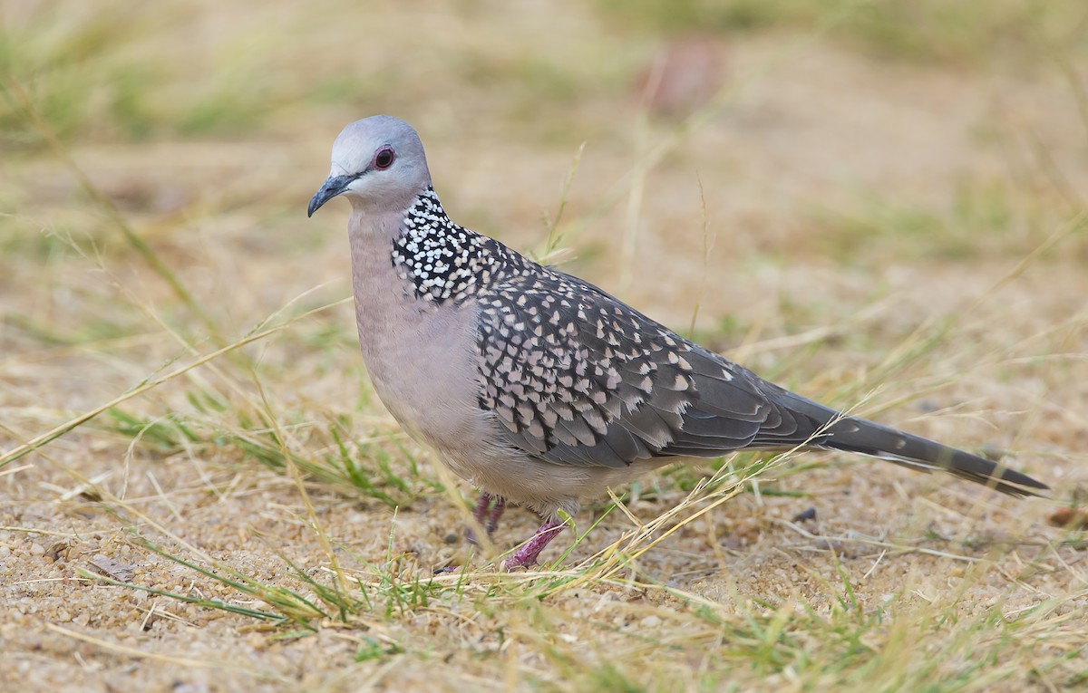 Spotted Dove (Western) - Marco Valentini