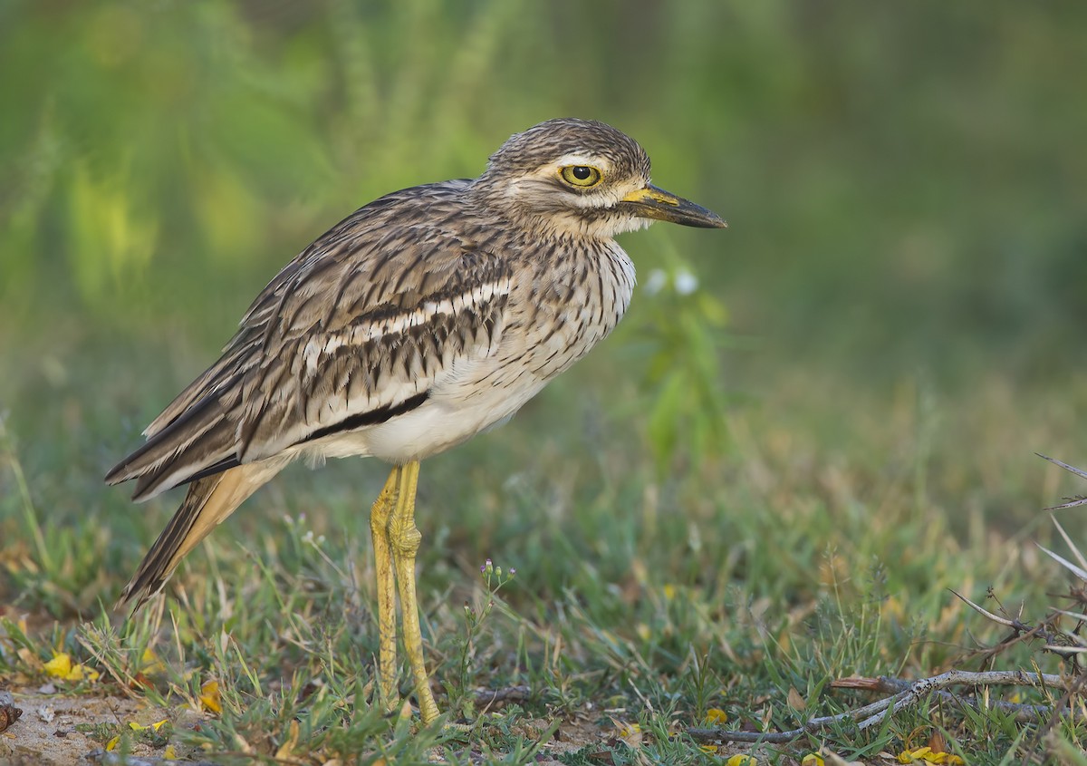 Indian Thick-knee - ML204584961