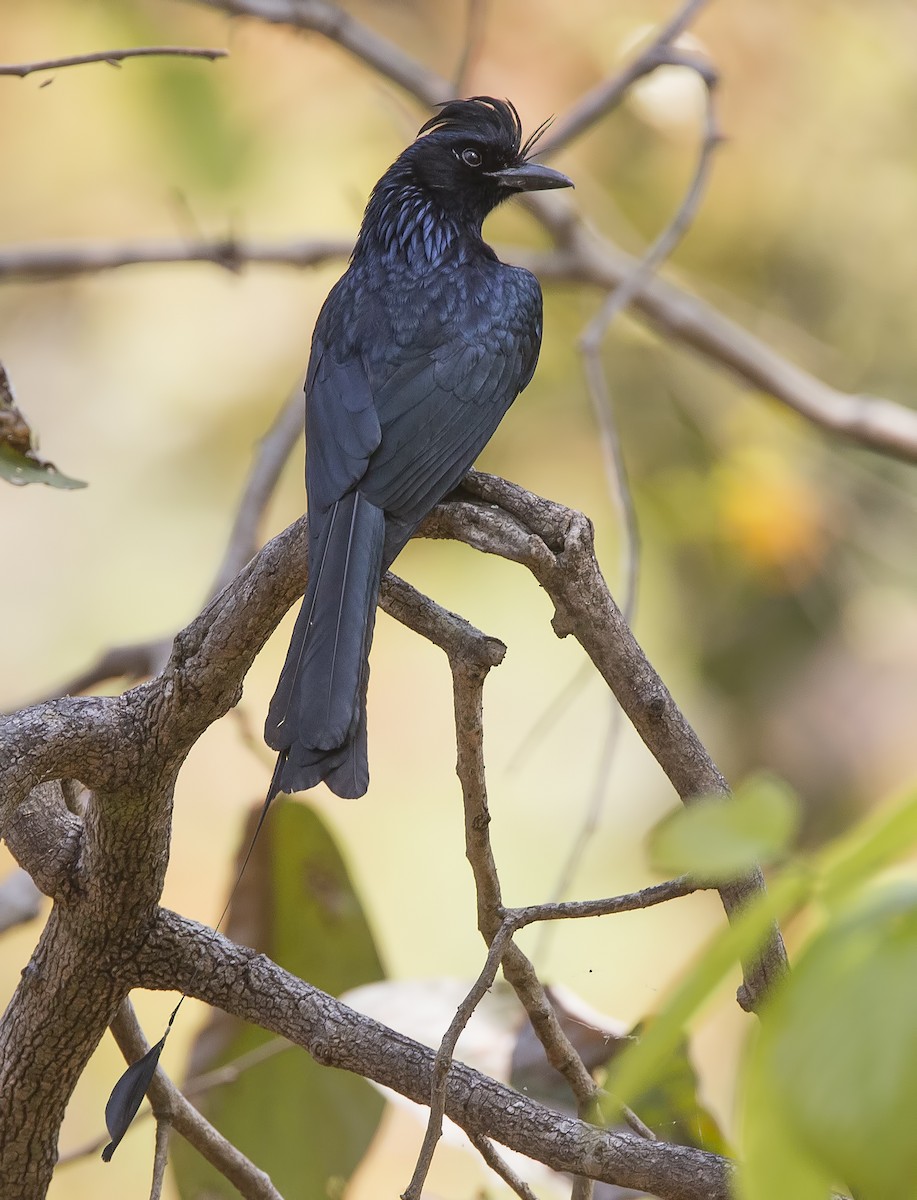 Greater Racket-tailed Drongo - Marco Valentini