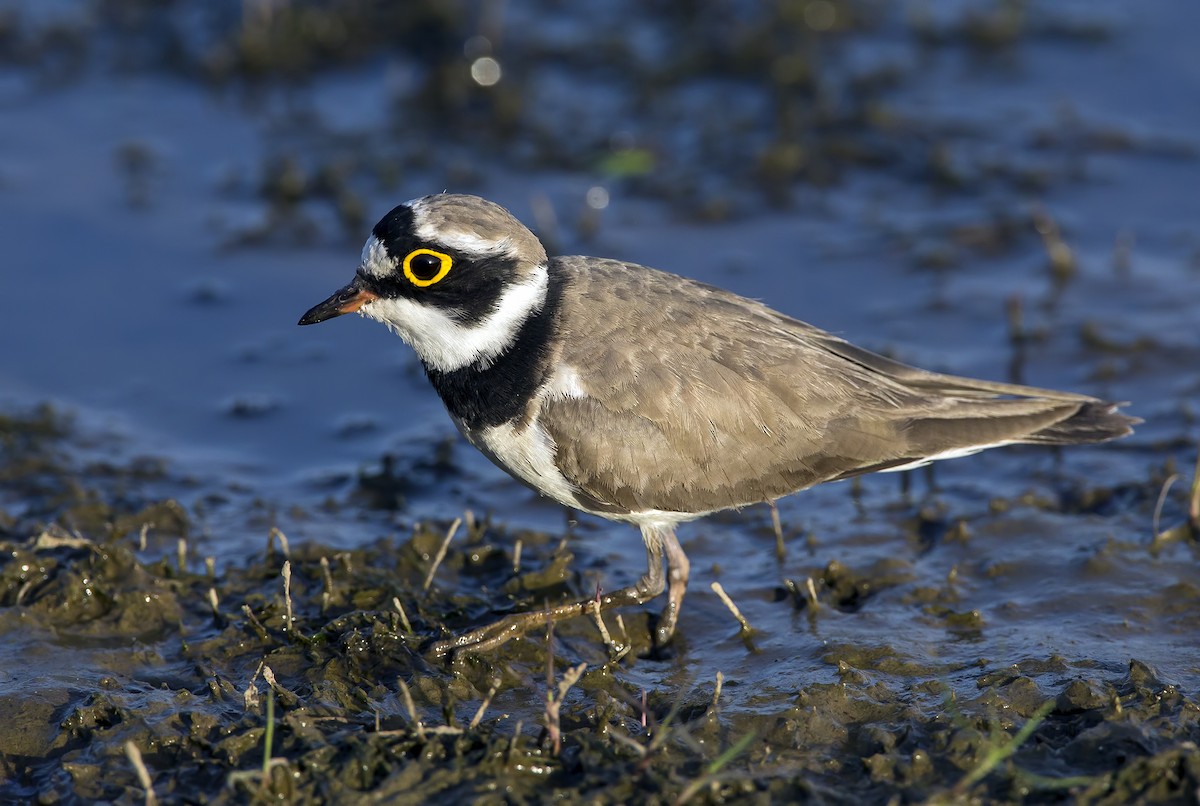 Little Ringed Plover - Marco Valentini