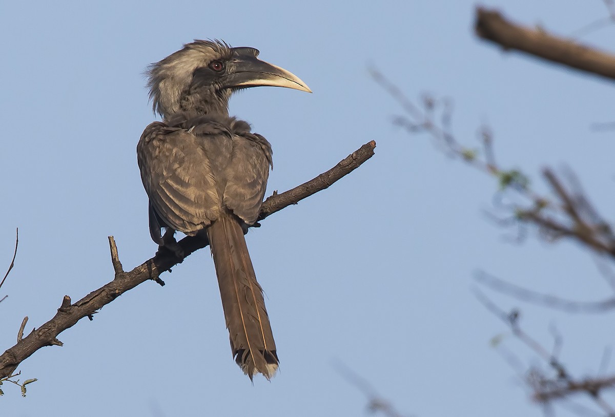 Indian Gray Hornbill - ML204585141