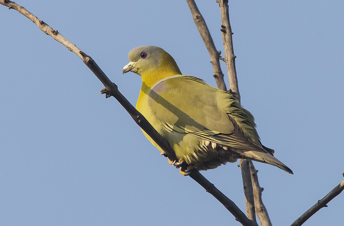 Yellow-footed Green-Pigeon - ML204585151