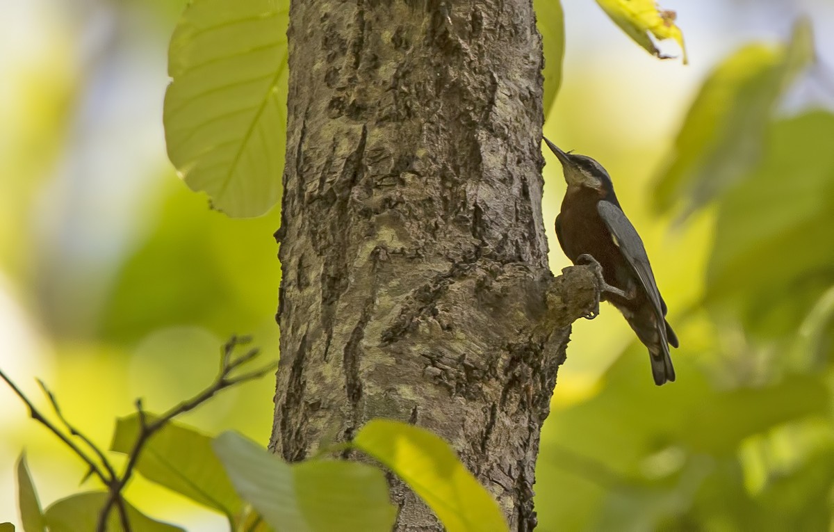 Indian Nuthatch - Marco Valentini