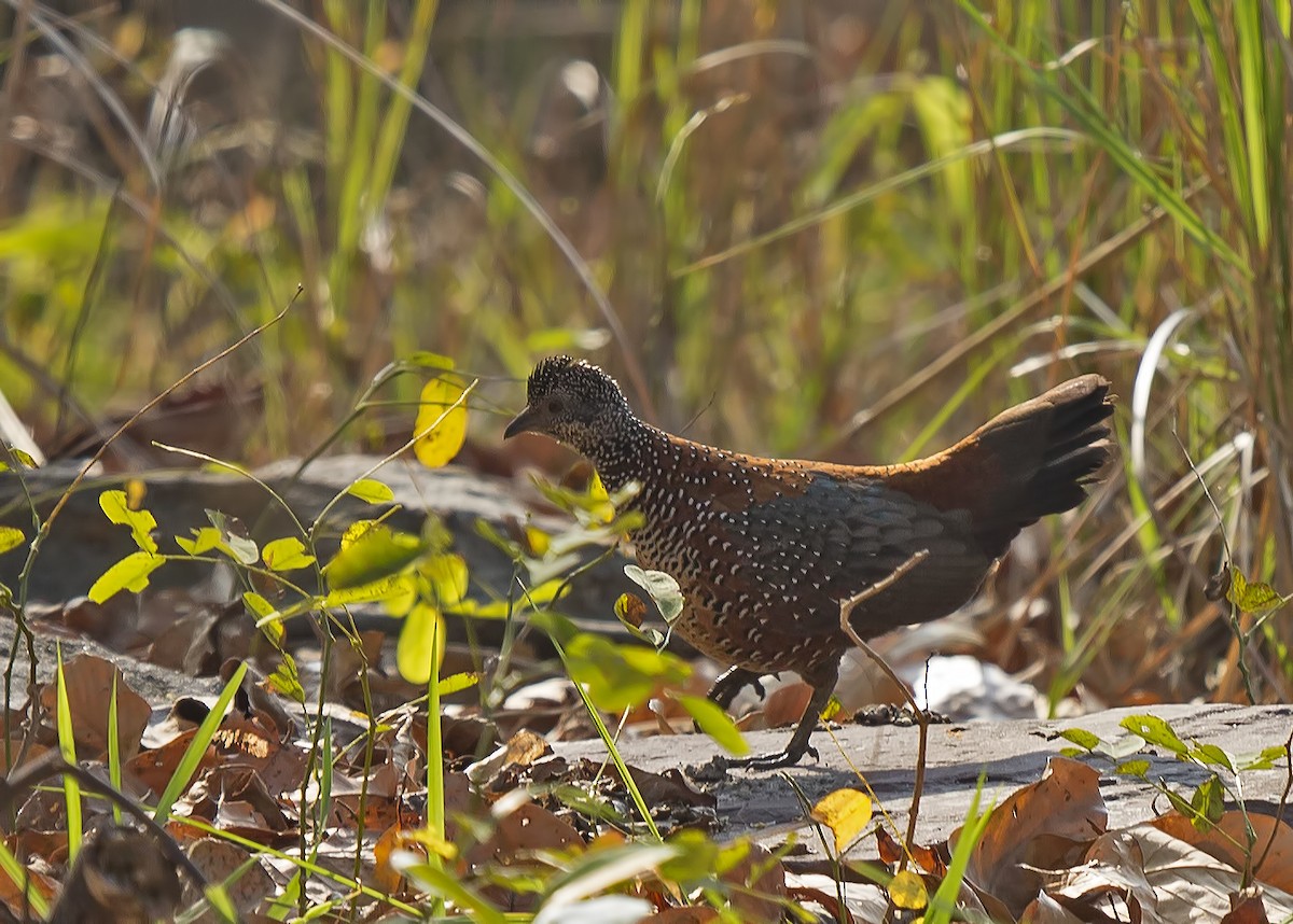 Painted Spurfowl - Marco Valentini