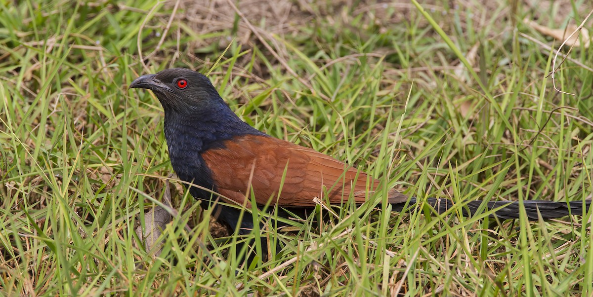 Greater Coucal - ML204585241
