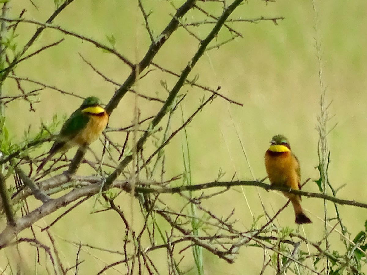 Little Bee-eater - Dalcio Dacol