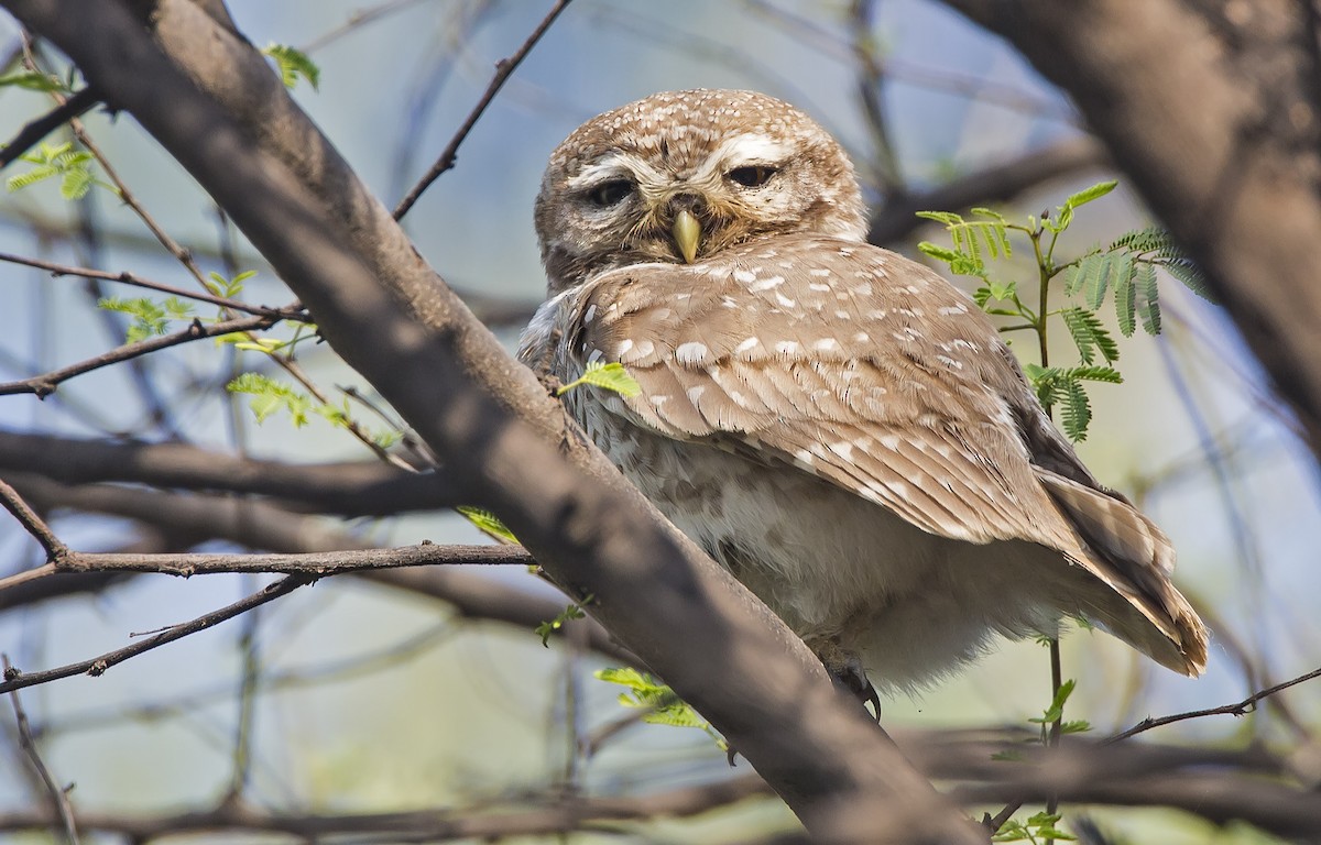 Spotted Owlet - ML204585311