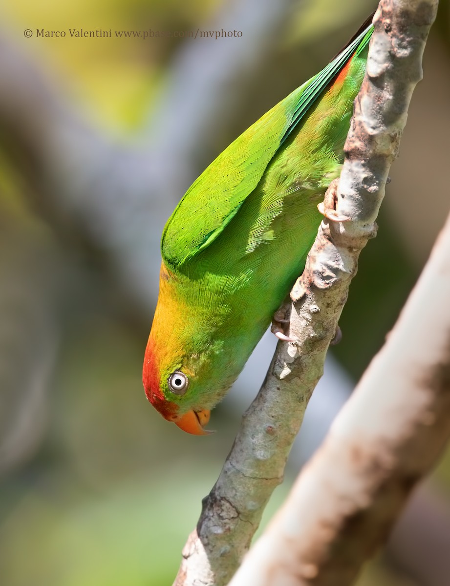 Sri Lanka Hanging-Parrot - Marco Valentini