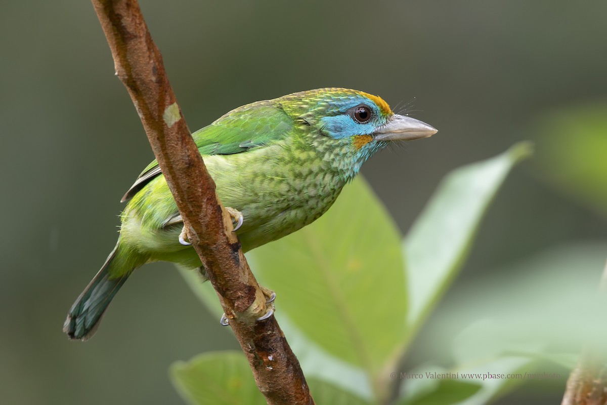 Yellow-fronted Barbet - ML204585501