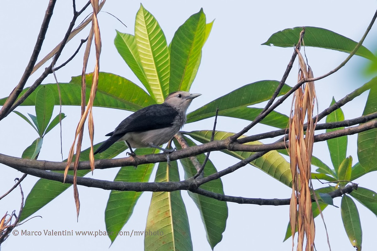 White-faced Starling - ML204585511