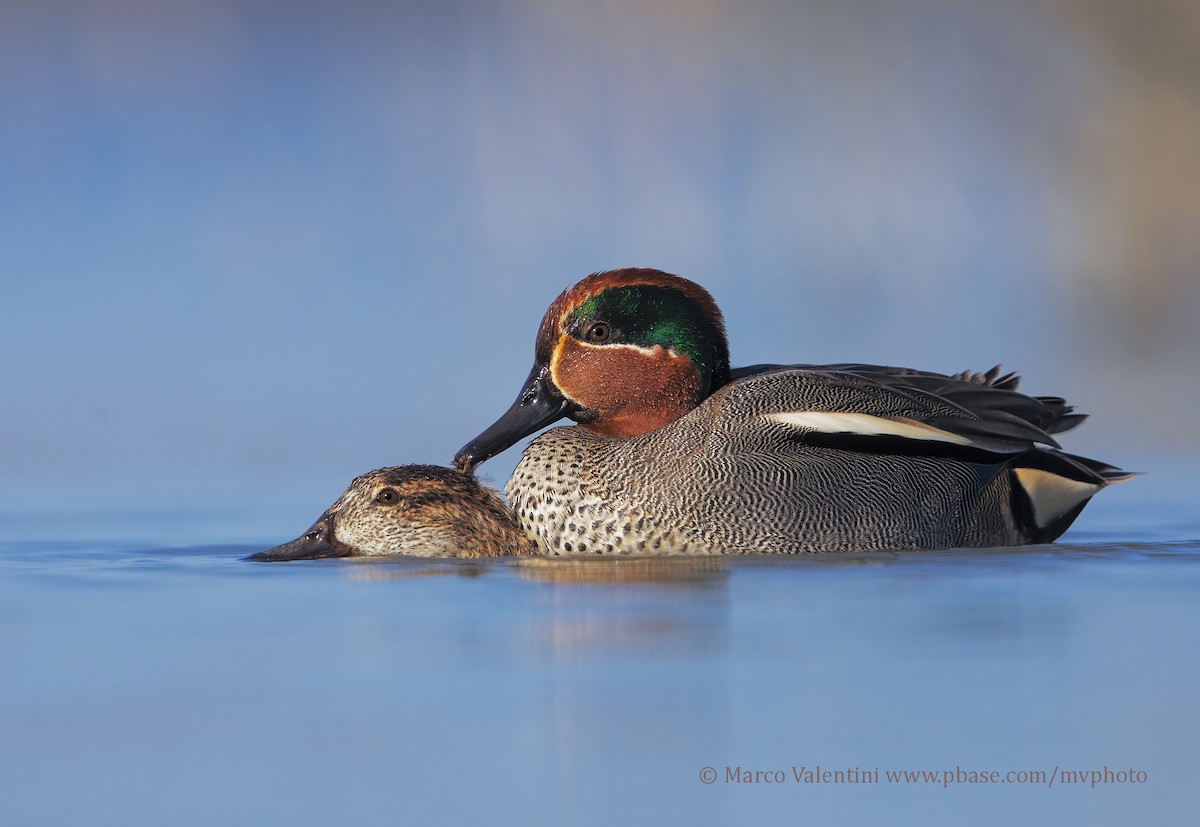 Green-winged Teal (Eurasian) - Marco Valentini