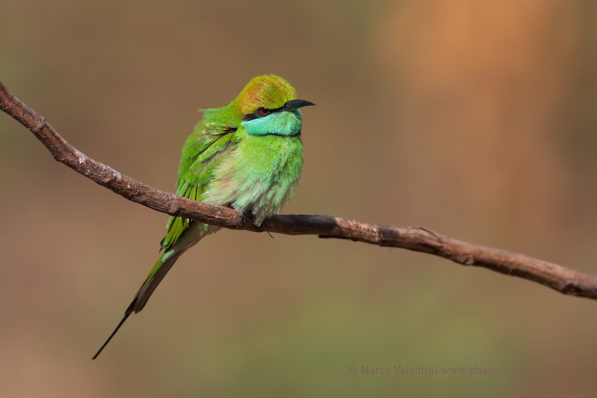 Asian Green Bee-eater - Marco Valentini