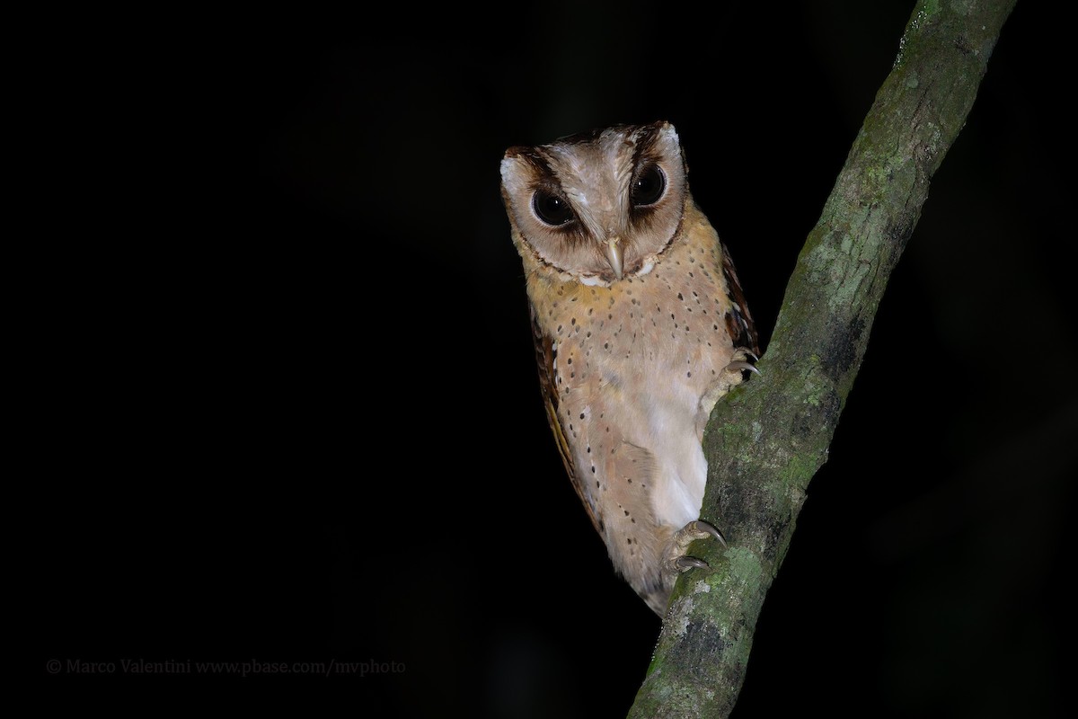 Sri Lanka Bay-Owl - Marco Valentini