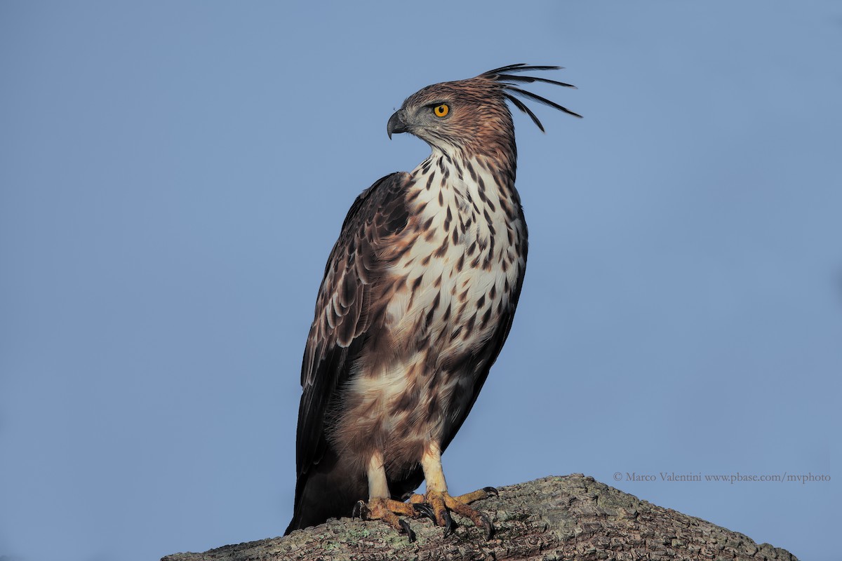 Changeable Hawk-Eagle (Crested) - ML204585881