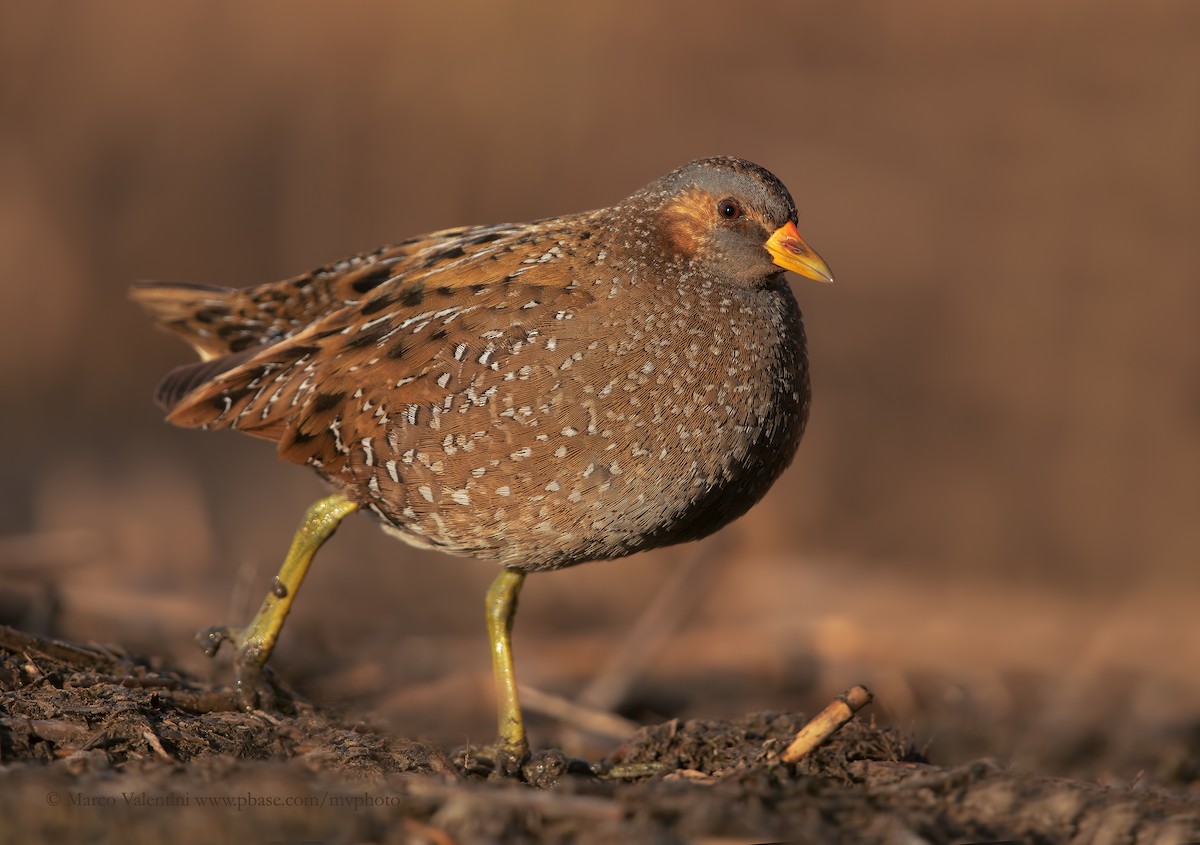 Spotted Crake - Marco Valentini