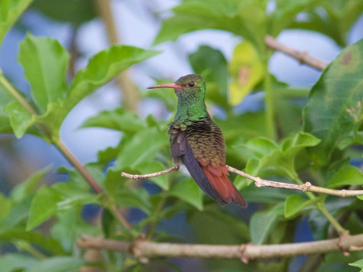 Rufous-tailed Hummingbird (Rufous-tailed) - ML204586131