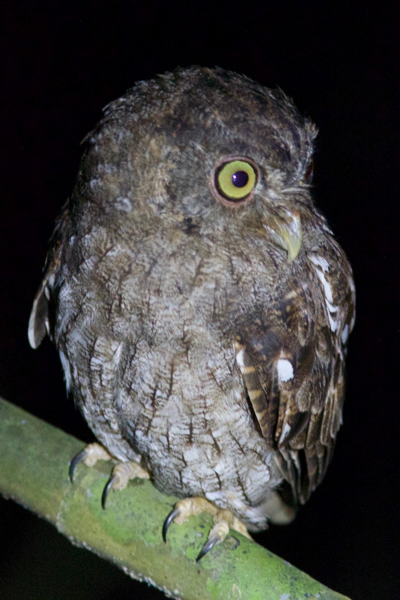 Middle American Screech-Owl (Vermiculated) - ML204586311