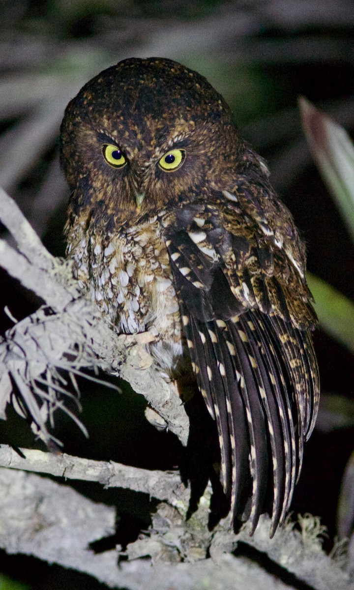 Bare-shanked Screech-Owl - Ken Havard