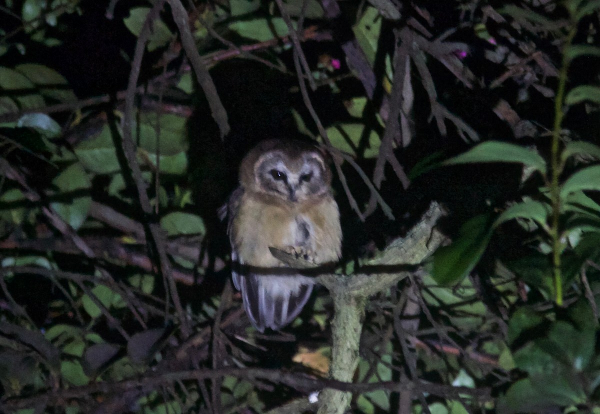 Unspotted Saw-whet Owl - ML204586411
