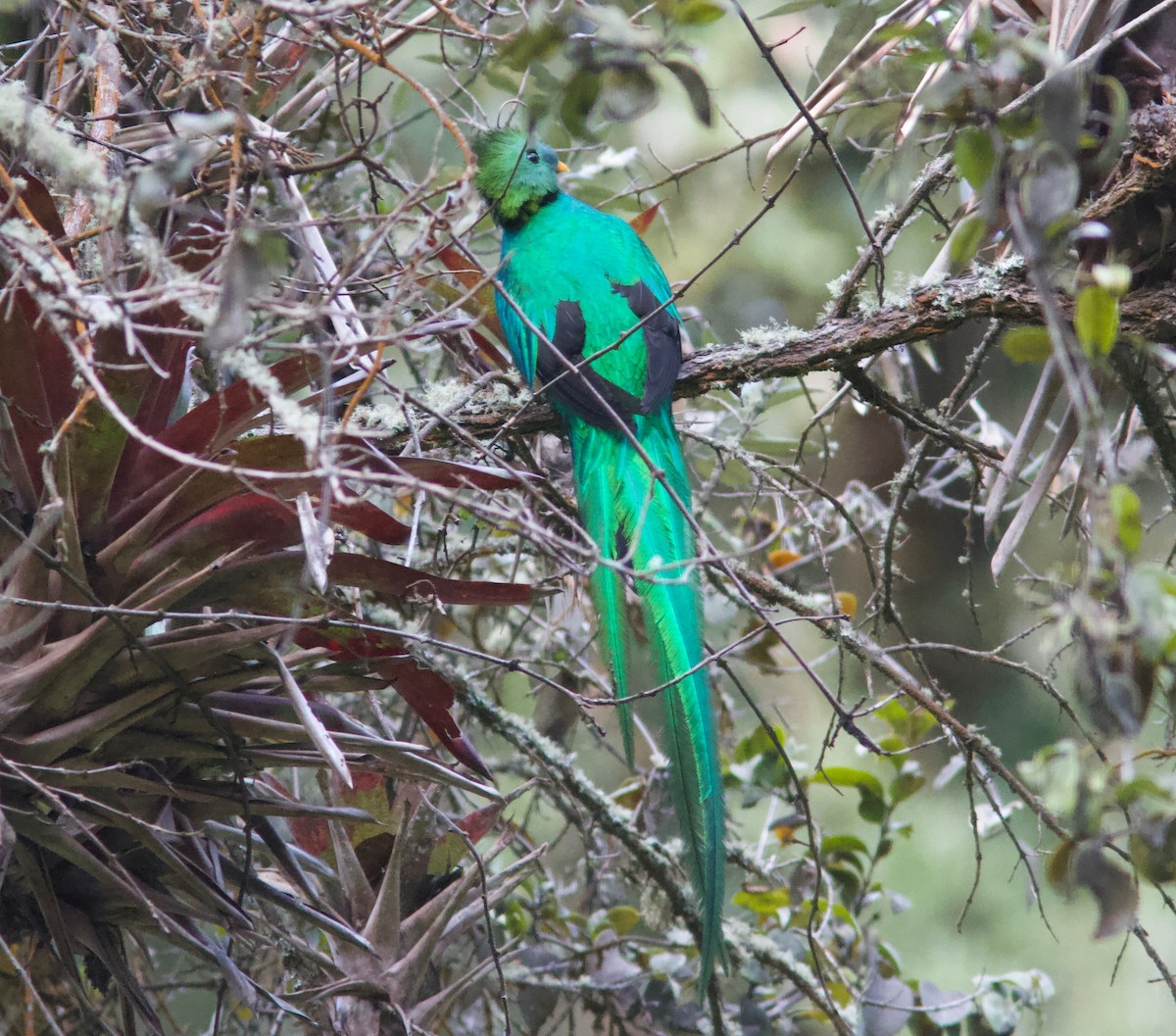 Resplendent Quetzal (Costa Rican) - ML204586431