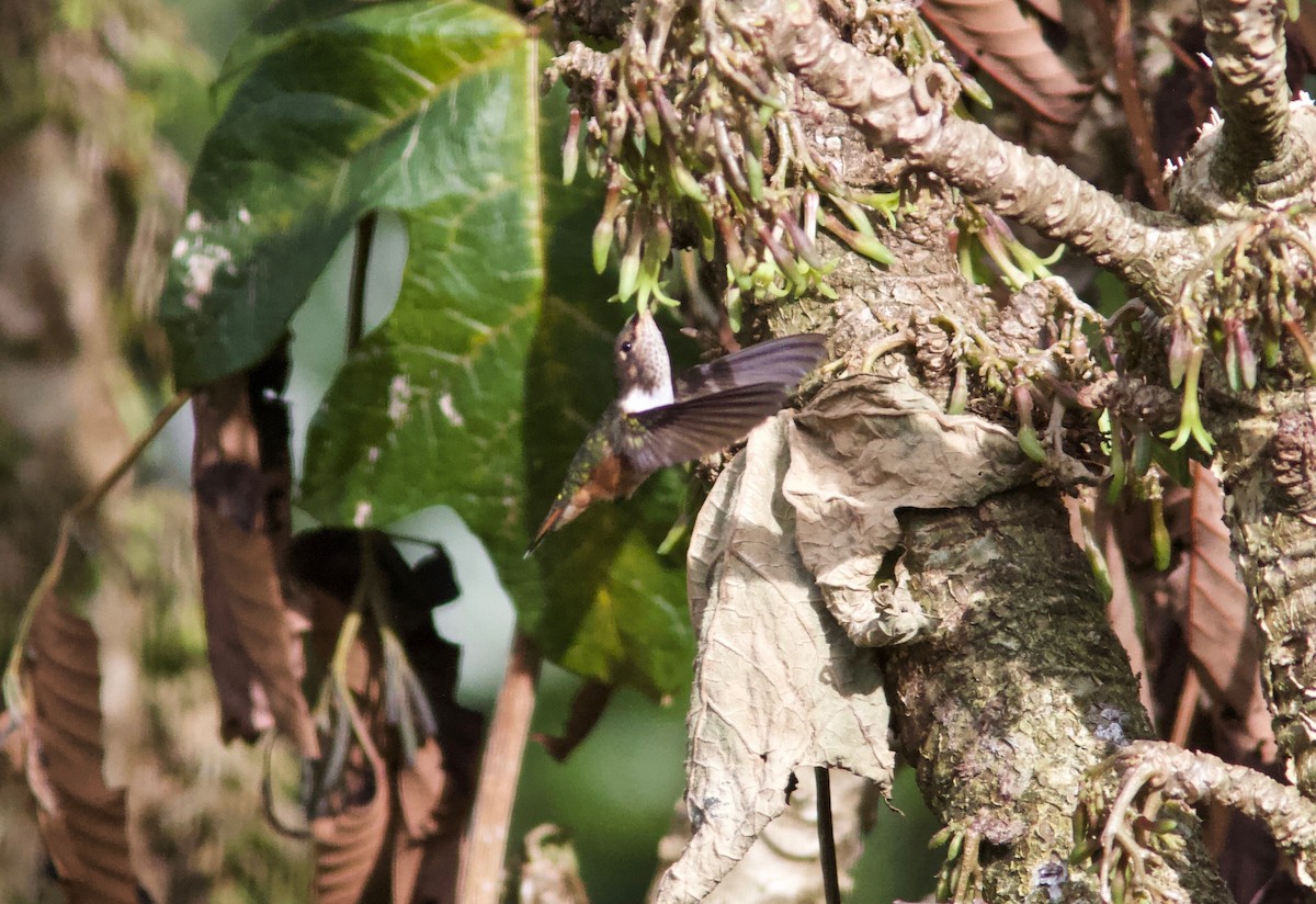 Volcano Hummingbird (Heliotrope-throated) - Ken Havard