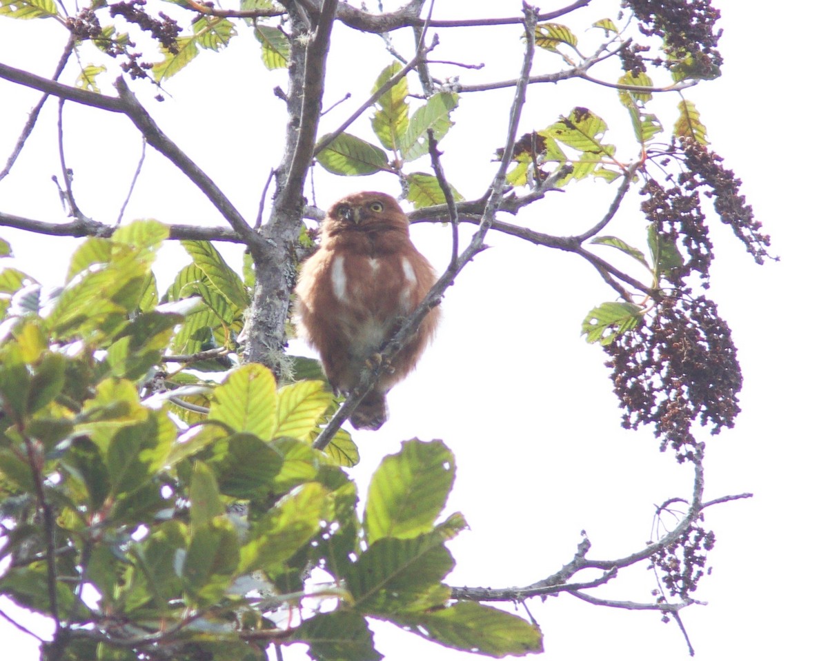Costa Rican Pygmy-Owl - ML204586481