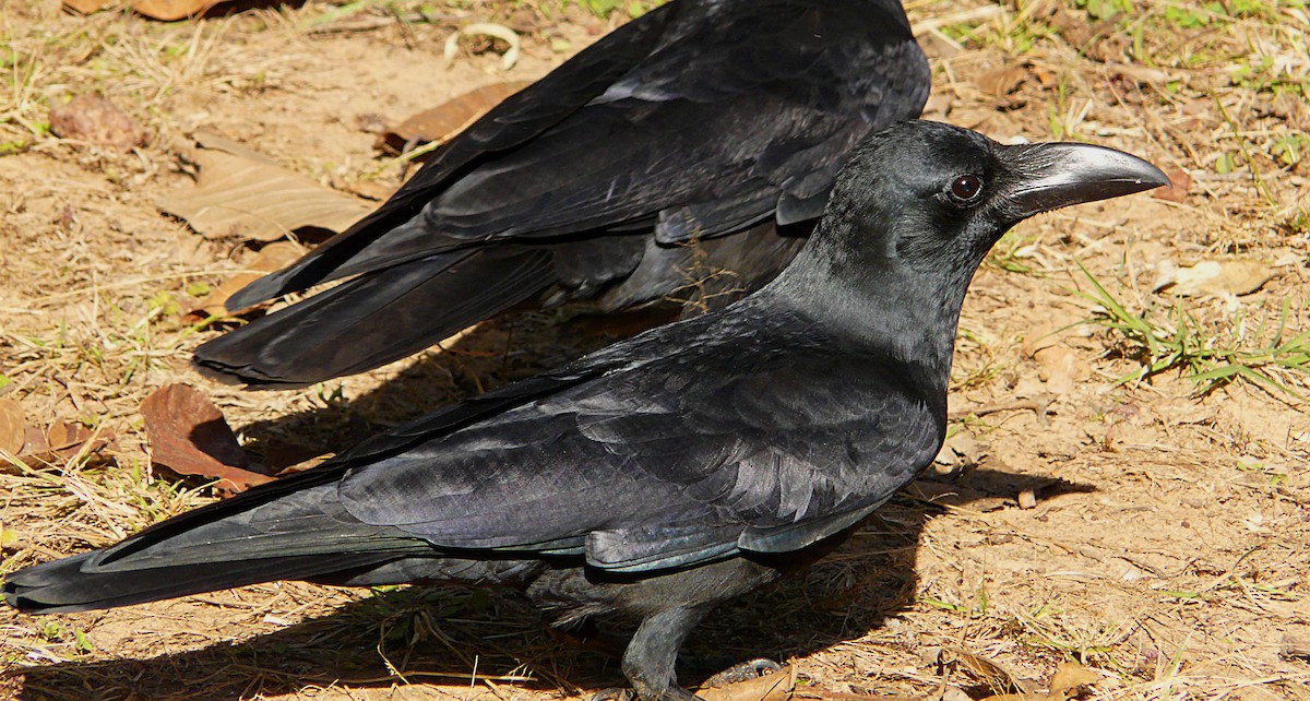 Large-billed Crow - Marco Valentini
