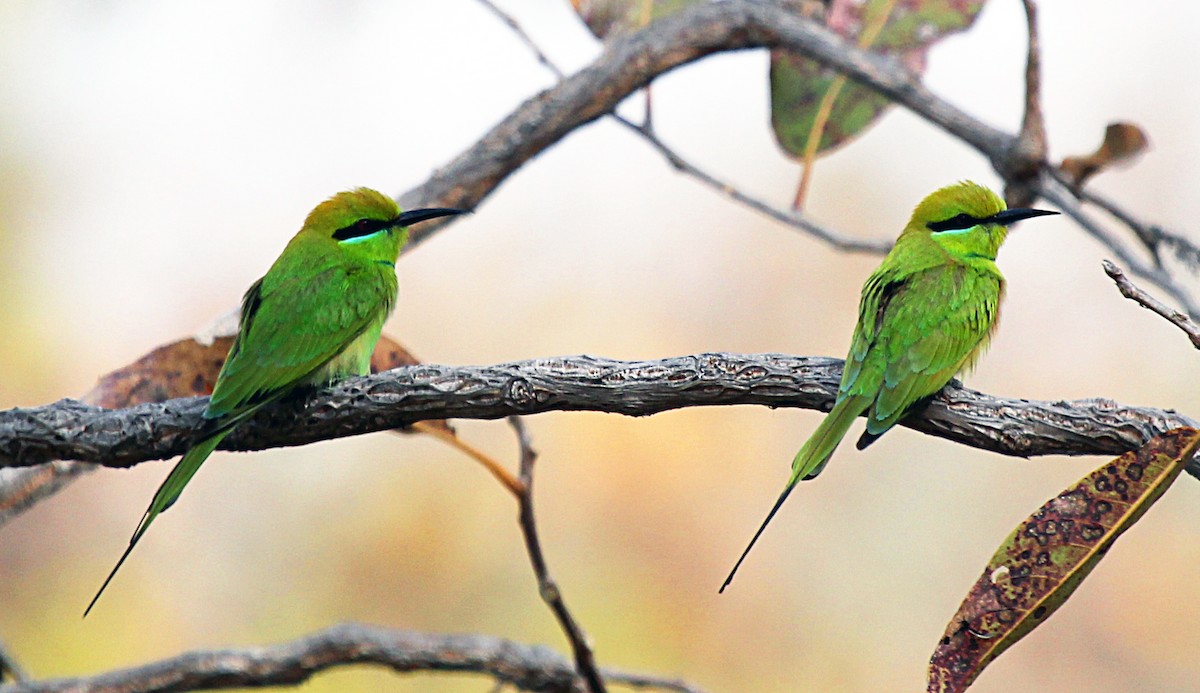 African Green Bee-eater - ML204587071
