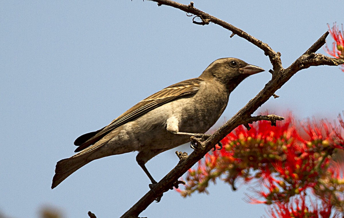 Yellow-throated Bush Sparrow - ML204587111