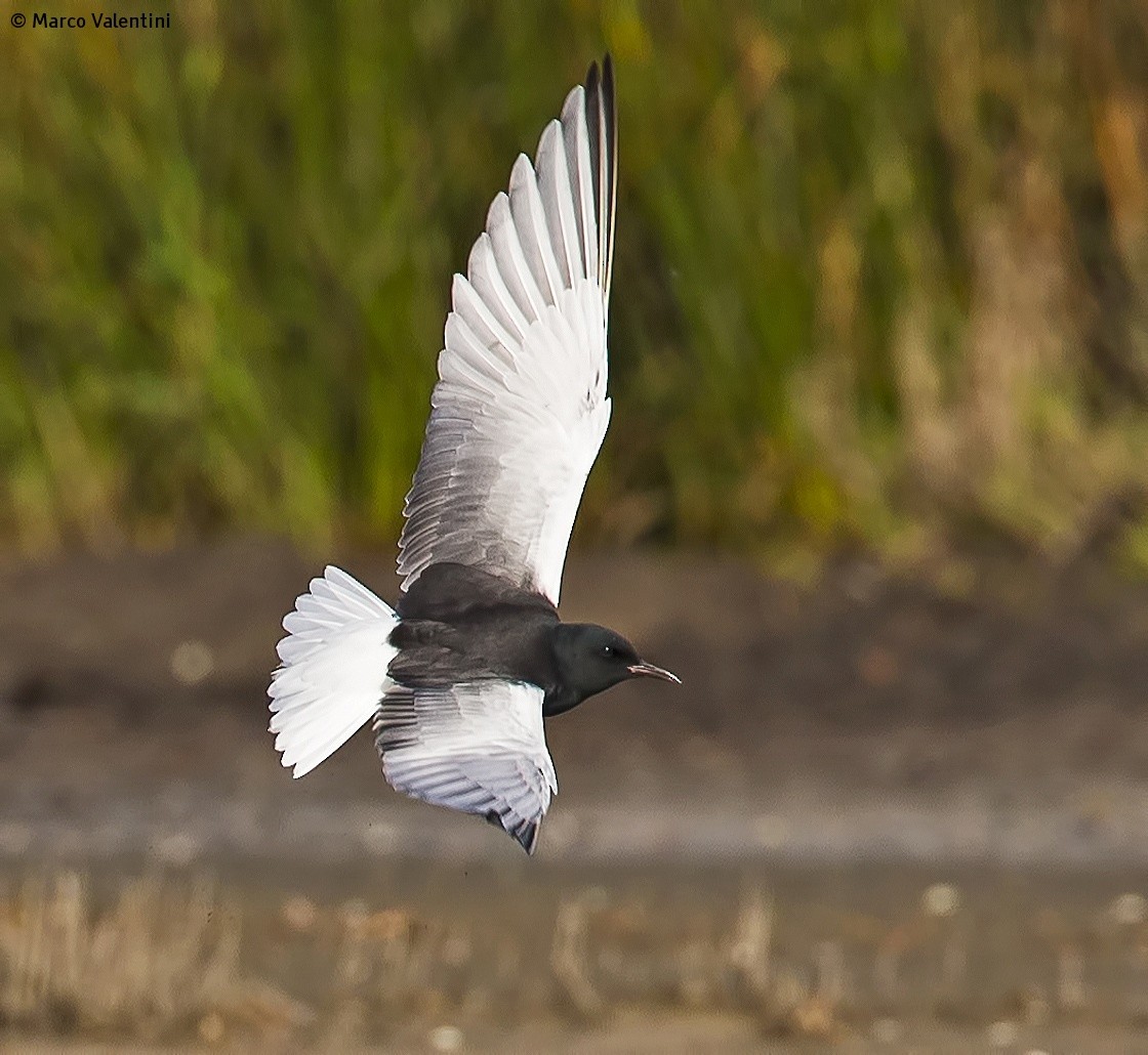 White-winged Tern - Marco Valentini