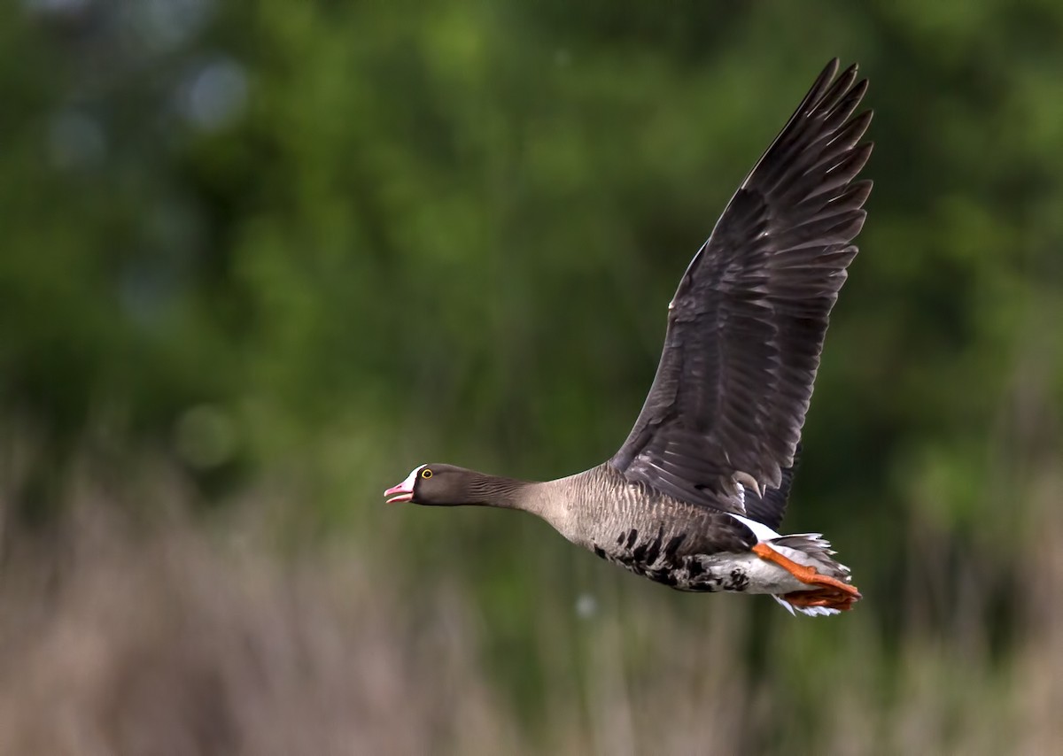 Lesser White-fronted Goose - ML204587211
